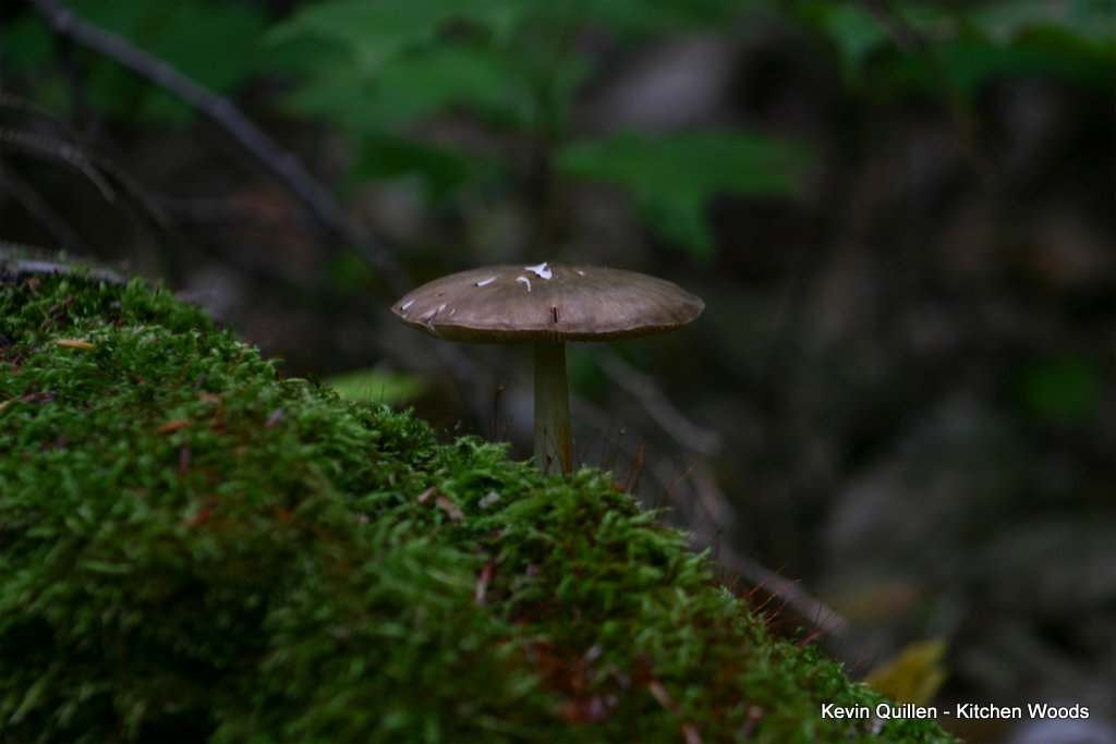Mushroom on Moss - #3
